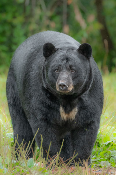 Bear Advocacy – Bill Lea Photography