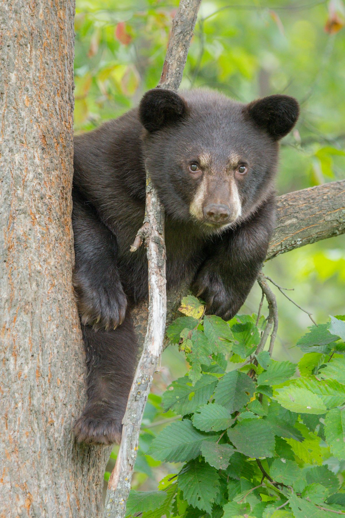 Black Bears – Bill Lea Photography